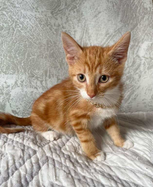 Кошки в Москве: Рыжий мраморный Круассан ищет дом! Мальчик, Бесплатно - фото 2