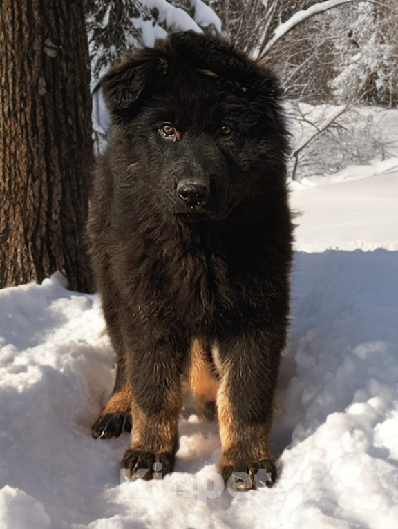 Собаки в других городах Приморского края: Черно- подпалая длинношерстная сука немецкой овчарки. Девочка, 50 000 руб. - фото 4