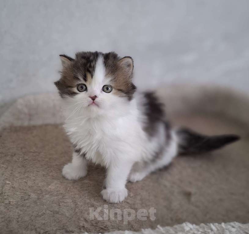 Кошки в Ярославле: Шотландский длинношерстный малыш Мальчик, 35 000 руб. - фото 4