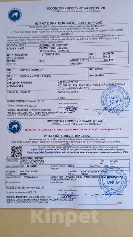 Собаки в Люберцах: Щенок Золотистого ретривера, мальчик Мальчик, 75 000 руб. - фото 8