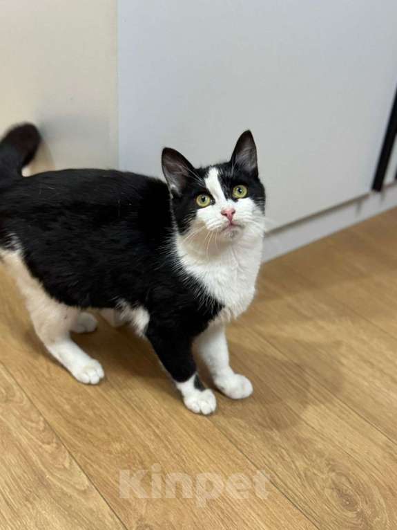 Кошки в Мытищах: Агата девочка котенок в добрые ручки Девочка, Бесплатно - фото 3