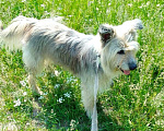 Собаки в Санкт-Петербурге: Безумно красивый старый пес остался без дома Мальчик, Бесплатно - фото 4