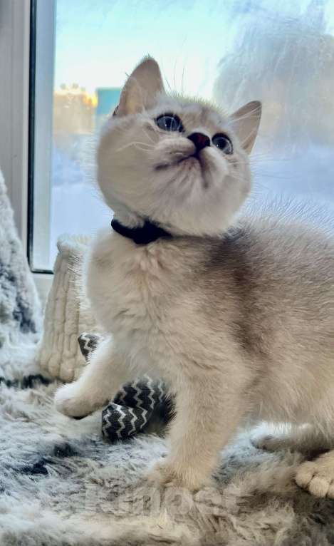 Кошки в Киселевске: Шотландские котята Мальчик, 20 000 руб. - фото 2