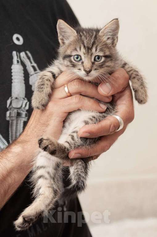 Кошки в Москве: Срочно ищут дом три малыша-солнышка.  Девочка, Бесплатно - фото 9