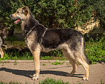 Собаки в Москве: Мальчик из приюта Боцман, добряк в дом Мальчик, 10 руб. - фото 4