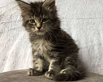 Кошки в Барнауле: Котята Мейн-Кун Девочка, 15 000 руб. - фото 3