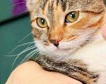 Кошки в Москве: Трехцветная кошечка Варя в добрые руки Девочка, Бесплатно - фото 1