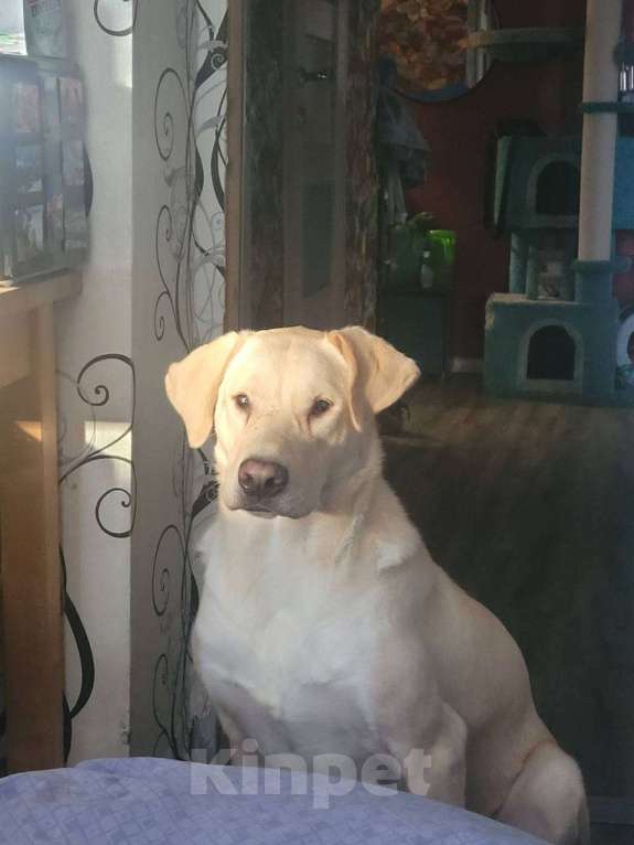 Собаки в Королеве: Пес в добрые руки Мальчик, Бесплатно - фото 5