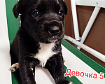 Собаки в Симферополе: Отдам щенков в добрые руки Девочка, Бесплатно - фото 1