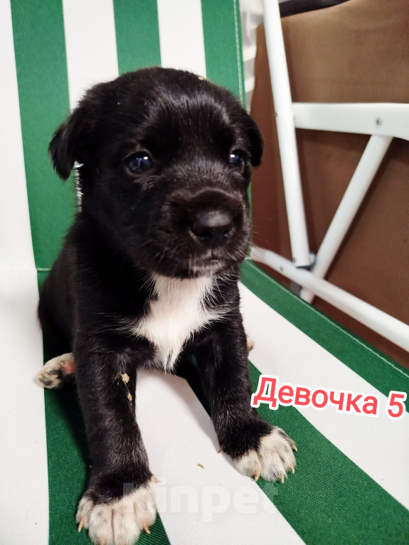 Собаки в Симферополе: Отдам щенков в добрые руки Девочка, Бесплатно - фото 1