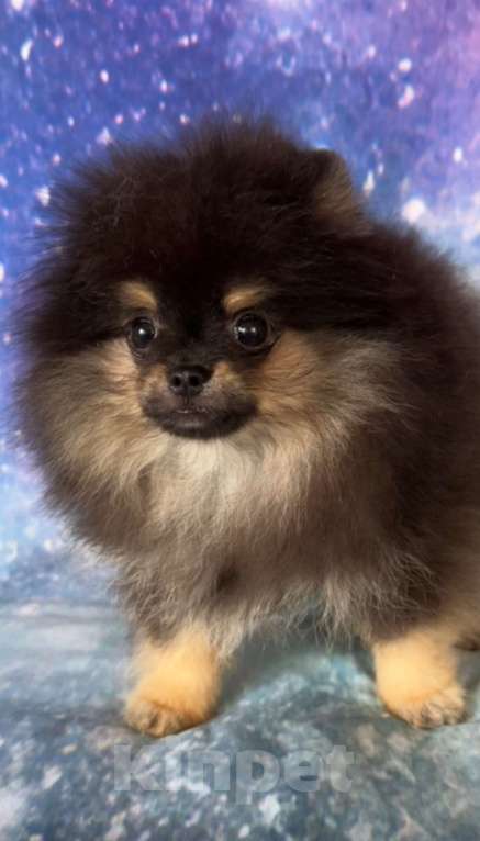 Собаки в Москве: Померанский шпиц Мальчик, Бесплатно - фото 1