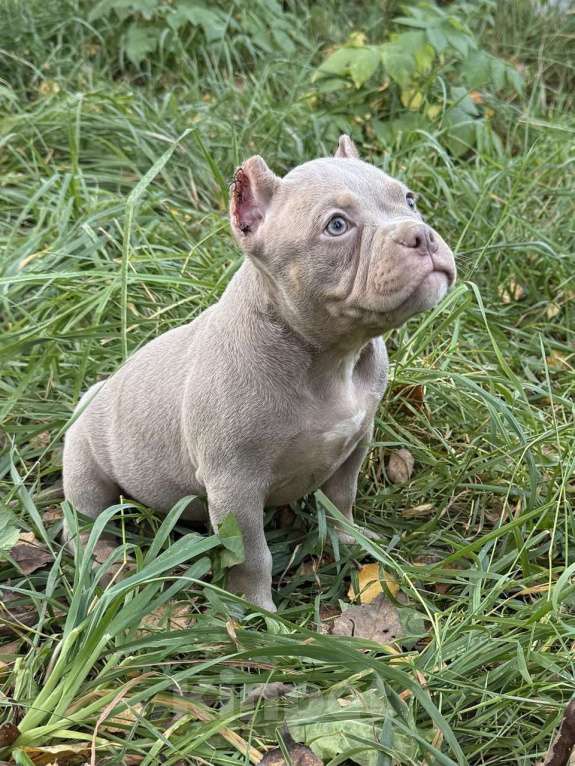 Собаки в Жуковском: Американский булли щенки покет Девочка, 90 000 руб. - фото 4