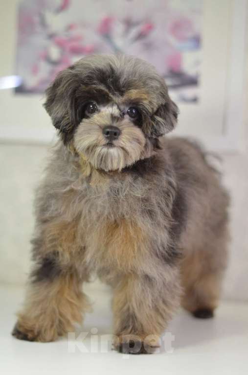 Собаки в Нижнем Новгороде: Эффектная девочка йоркипу Девочка, 80 000 руб. - фото 2