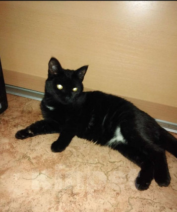 Кошки в Челябинске: Отдам в добрые руки кошечку Девочка, Бесплатно - фото 3