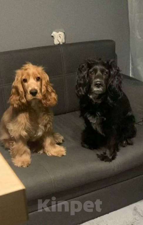 Собаки в Волгограде: Английский кокер-спаниель  Девочка, 15 000 руб. - фото 6