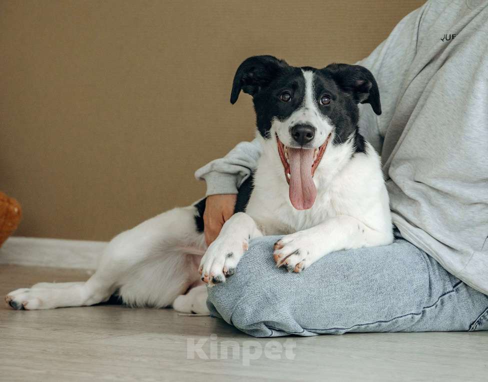 Собаки в Москве: Щенок в Москве бесплатно Девочка, Бесплатно - фото 7