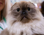 Кошки в Ликино-Дулево: Хайленд фолд котик редкого окраса  соболь Мальчик, 60 000 руб. - фото 6