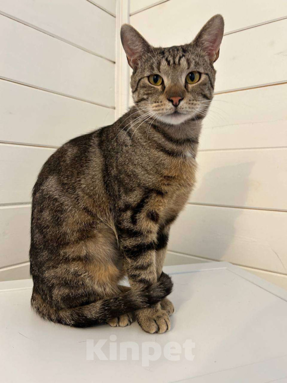 Кошки в Москве: Котик Марс ищет дом Мальчик, Бесплатно - фото 4