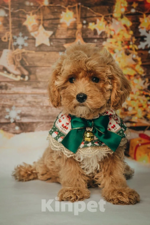 Собаки в Пушкино: Мальтипу девочка ф1 Девочка, 150 000 руб. - фото 4