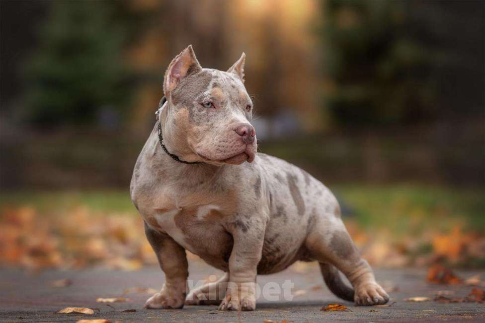 Собаки в Нижнем Новгороде: Девочка в типе покет Девочка, 100 000 руб. - фото 5