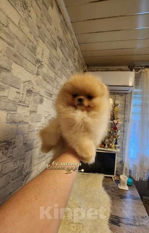 Собаки в Москве: Шпиц померанский мальчик в медвежьем типе питомник Ркф Мальчик, Бесплатно - фото 2