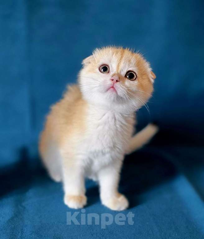 Кошки в Калуге: Roxy SFS ny 12 Девочка, Бесплатно - фото 4