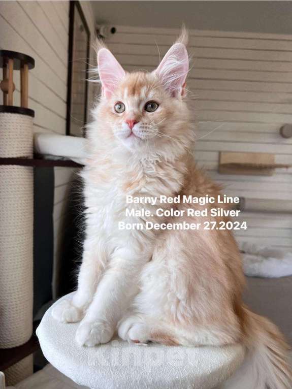 Кошки в Наро-Фоминске: Barny. Male. MCO ds25 Born 27.12.24 Мальчик, 70 000 руб. - фото 3