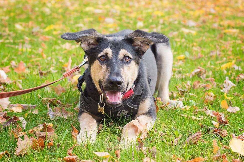 Собаки в Москве: Щенок Муха в добрые руки Девочка, Бесплатно - фото 4