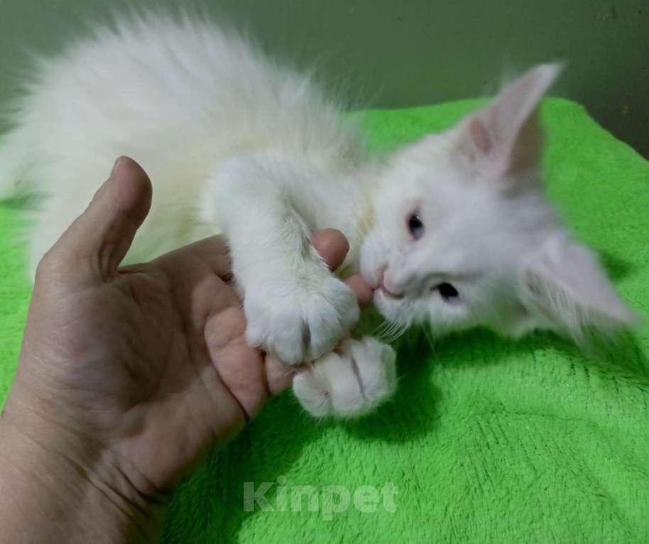 Кошки в Москве: Мейн-кун котёнок мальчик почти 2 мес. Мальчик, 50 000 руб. - фото 2