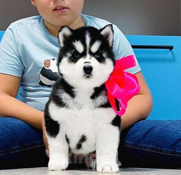 Собаки в Старом Осколе: Хаски Щенки Разных окрасов Разнополые, Бесплатно - фото 1