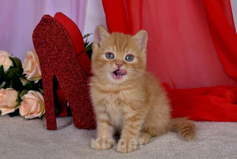 Кошки в Санкт-Петербурге: Британский солнечный котик  Мальчик, 45 000 руб. - фото 5