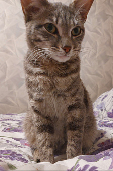 Отдам котенка, очень ласкового, серого полосатого