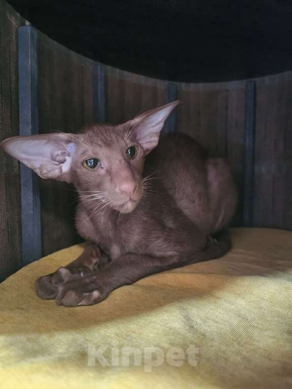 Кошки в Балашихе: Циннамоновый  ориентальный котик Мальчик, 120 000 руб. - фото 3