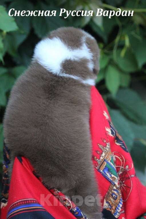 Собаки в Москве: Аусси Красный Мрамор и Красный Триколор Мальчик, 60 000 руб. - фото 5