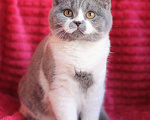 Кошки в Магнитогорске: Qwik Marshmallow  Мальчик, Бесплатно - фото 1