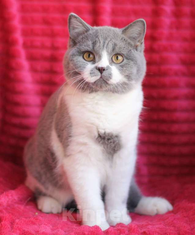 Кошки в Магнитогорске: Qwik Marshmallow  Мальчик, Бесплатно - фото 1