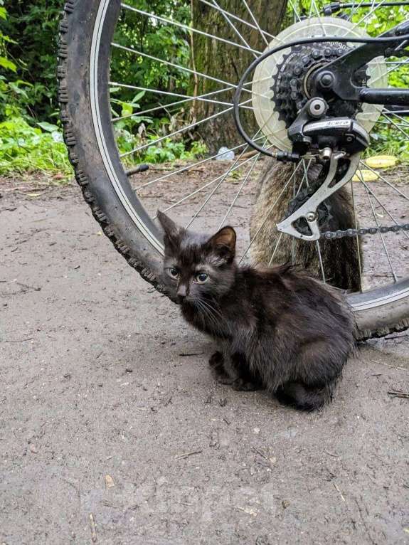 Кошки в Домодедово: Котёнок «Смоки», 3 мес — уличный найденыш, в добрые руки  Мальчик, Бесплатно - фото 2