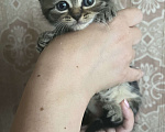Кошки в Железногорске: Котята  Девочка, 100 руб. - фото 1