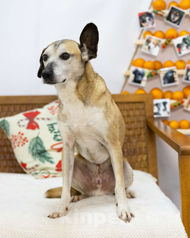 Собаки в Санкт-Петербурге: Гарик ищет дом Мальчик, Бесплатно - фото 2