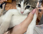 Кошки в Ставрополе: Трехцветный мальчик! Мальчик, Бесплатно - фото 2