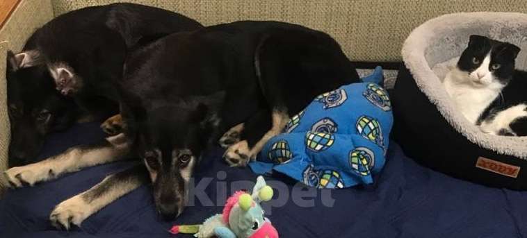 Собаки в Москве: Ищем дом для Гросса Мальчик, Бесплатно - фото 6