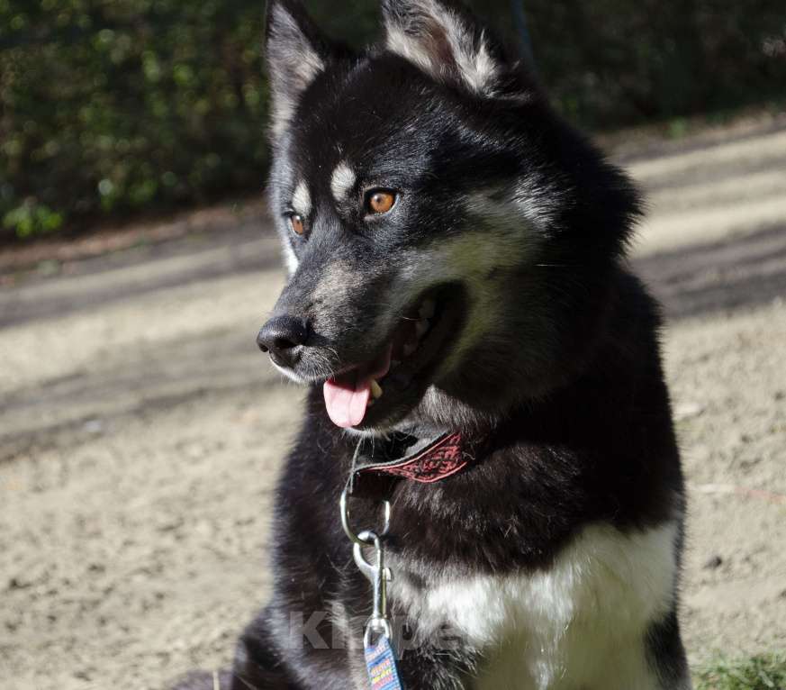 Собаки в Екатеринбурге: Щенки сибирской хаски РКФ Девочка, 45 000 руб. - фото 7