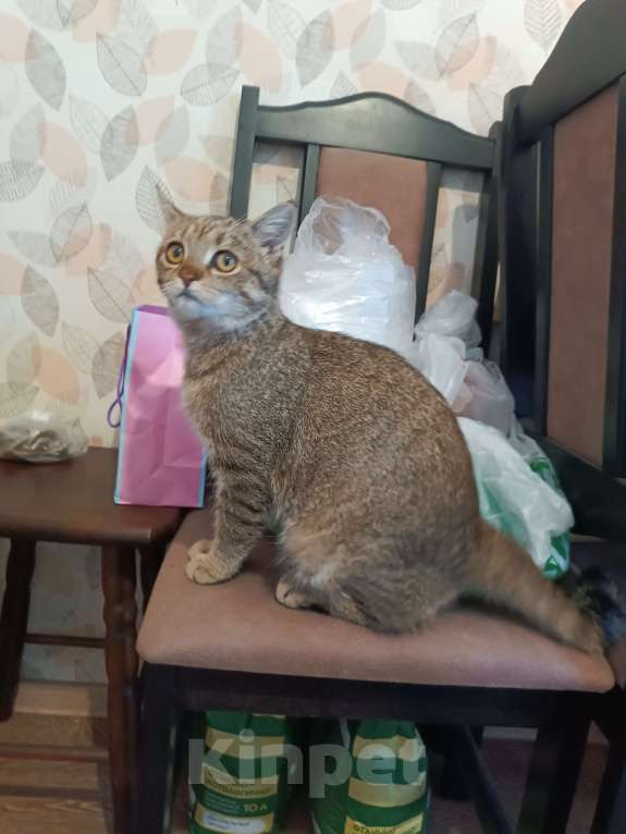 Кошки в Калининграде: Найден котенок Мальчик, Бесплатно - фото 4