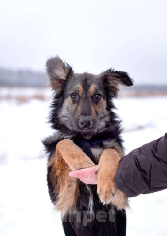 Собаки в Москве: Пушистый ушастый мальчик Пряник в добрые руки Мальчик, 1 руб. - фото 6