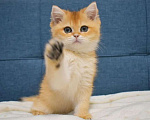 Кошки в Москве: Британская золотая шиншилла  Девочка, 90 000 руб. - фото 2
