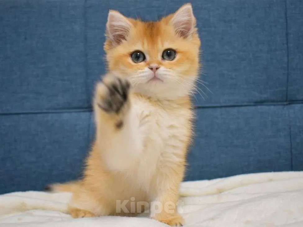 Кошки в Москве: Британская золотая шиншилла  Девочка, 90 000 руб. - фото 2