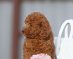 Собаки в Чехове: той пудель мальчик (red brown) Мальчик, 80 000 руб. - фото 1