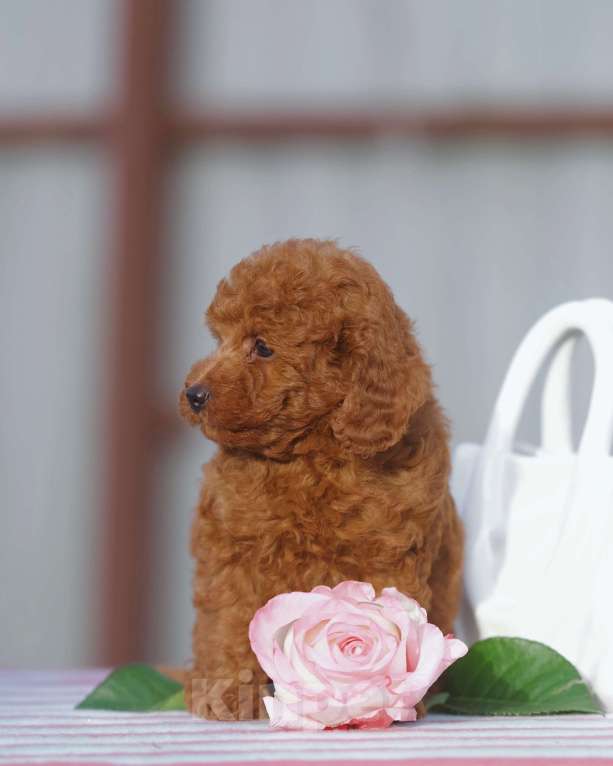 Собаки в Чехове: той пудель мальчик (red brown) Мальчик, 80 000 руб. - фото 1