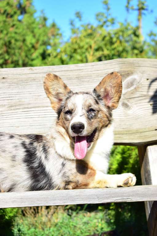 Собаки в Краснодаре: Корги Кардиган щенок мраморный  Мальчик, 65 000 руб. - фото 3