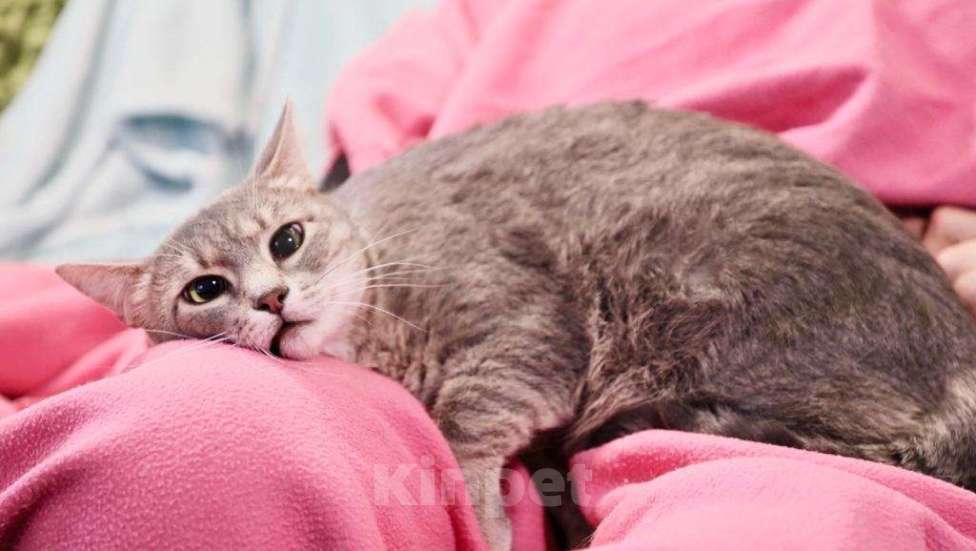 Кошки в Москве: Необычная косоглазая кошечка Паночка в добрые руки Девочка, Бесплатно - фото 5